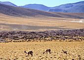 Chile,Antofagasta Region,Atacama Desert,Andes Mountains,vicunas,vicugna vicugna,