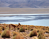 Chile,Antofagasta Region,Andes Mountains,Laguna Miscanti,vicuna,vicugna vicugna,