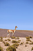 Chile,Antofagasta Region,Atacama Desert,vicuna,vicugna vicugna,