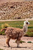 Llama,lama glama,Chile,Antofagasta Region,Andes,Machuca,