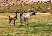 Llamas,lama glama,Chile,Antofagasta Region,Andes,Machuca,
