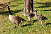 Canada,Quebec,Montreal,Canada goose,branta canadensis,goslings,