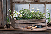 Schneerose (Helleborus niger), Nieswurz, Schneeheide (Erica darleyensis) in Holzkiste und Schneeglöckchen (Galanthus) mit Erdballen vor dem Einpflanzen, close-up