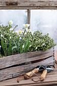 Schneerose (Helleborus niger), Nieswurz, und Schneeheide (Erica darleyensis) in Holzkiste vor dem Einpflanzen, close-up