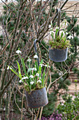 Schneeglöckchen (Galanthus) in rostigen Schöpfkellen eingepflanzt an Strauch hängend