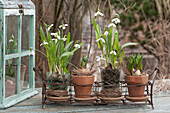 Schneeglöckchen (Galanthus) in Tontöpfen und Gläsern eingepflanzt, umhüllt mit Strohkranz in Drahtkorb, Minigewächshaus