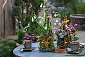 Schneeglöckchen (Galanthus) und Alpenveilchen (Cyclamen) dekoriert mit Zweigen und Moos als Gesteck auf Gartentisch mit Kaffeetassen