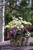 Pflanzgefäß aus Birkenrinde mit Alpenveilchen (Cyclamen) und Christrosen (Helleborus niger)