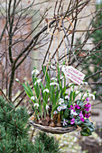 Blumenampel mit Schneeglöckchen (Galanthus), Krokus (Crocus) und Alpenveilchen (Cyclamen) bepflanzt, an Baum hängend