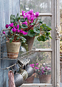 Cyclamen in pots on vintage wire frame and vintage coffee mugs on hangers in garden shed