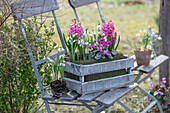 Schneeglöckchen (Galanthus), Alpenveilchen (Cyclamen) und Hyazinthe (Hyacinthus) in Pflanztrog eingepflanzt auf Gartenstuhl
