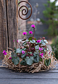 Alpenveilchen (Cyclamen) in Blumenschale aus Stroh eingepflanzt