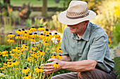 Gardener enjoying the flowers of the coneflower, Rudbeckia fulgida, Hagenbach, Rhineland-Palatinate, Germany