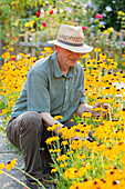 Gardener enjoying the blossoms of the coneflower, Rudbeckia fulgida, Hagenbach, Rhineland-Palatinate, Germany