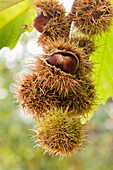 Ripe chestnuts, Castanea sativa, on the tree, Neustadt an der Weinstraße, Rhineland-Palatinate, Germany