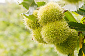 Ripe chestnuts, Castanea sativa, on the tree, Neustadt an der Weinstraße, Rhineland-Palatinate, Germany