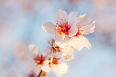 Almond blossoms in Gimmeldingen, Neustadt an der Weinstraße, Rhineland-Palatinate, Germany