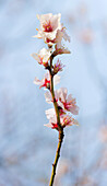 Almond blossoms in Gimmeldingen, Neustadt an der Weinstraße, Rhineland-Palatinate, Germany