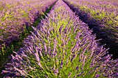 Lavender field in Albsheim in the Palatinate, Rhineland-Palatinate, Germany