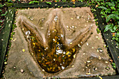 Model of velociraptor footprint