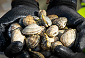 Shellfish collected by worker