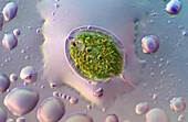 Euglena in drop of water, light micrograph