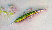 Euglena acus and purple bacteria, light micrograph
