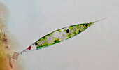 Euglena sp., light micrograph