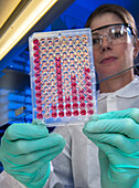 Scientist examining results of haemagglutinin inhibition test