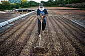 Workers in coffee plantation