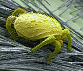 Bumblebee mite, SEM