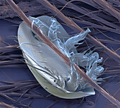 Bumblebee mite, SEM