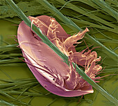 Bumblebee mite, SEM