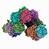 Bacterial nitrilase filament, molecular model