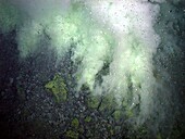 White smoker hydrothermal vent