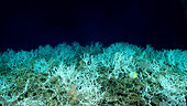 Deep sea coral mound