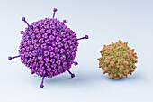 Adenovirus with adeno-associated virus, illustration