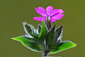 Red campion (Silene dioica) flowers