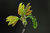 Sycamore (Acer pseudoplatanus) leaves and bud