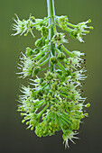 Sycamore (Acer pseudoplatanus) blossom
