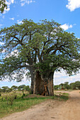 Baobab tree (Adansonia digitata)