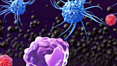 White blood cells, illustration