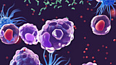 White blood cells responding to bacterial infection, illustration