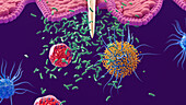 White blood cells responding to bacterial infection, illustration