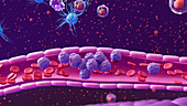 White blood cells moving to site of infection, illustration