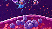 White blood cells leaving a blood vessel at site of infection, illustration