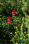 Roter Klatschmohn im sommerlichen Gartenbeet