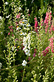 Wilde Sommerblumen im Garten mit weißen und rosa Blüten