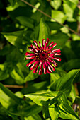 Rote Zinnie (Zinnia elegans) in sommerlichem Gartenumfeld