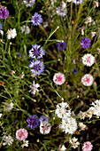 Wilde Kornblumen in Lila, Weiß und Rosa im Garten